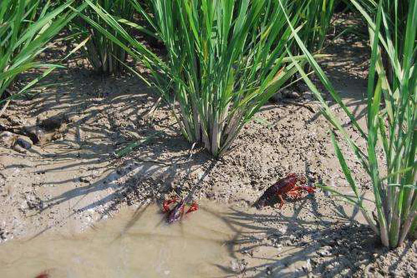 1652836038156095.jpg 4af5d265649db06420e79fb49c10dbfb.jpg